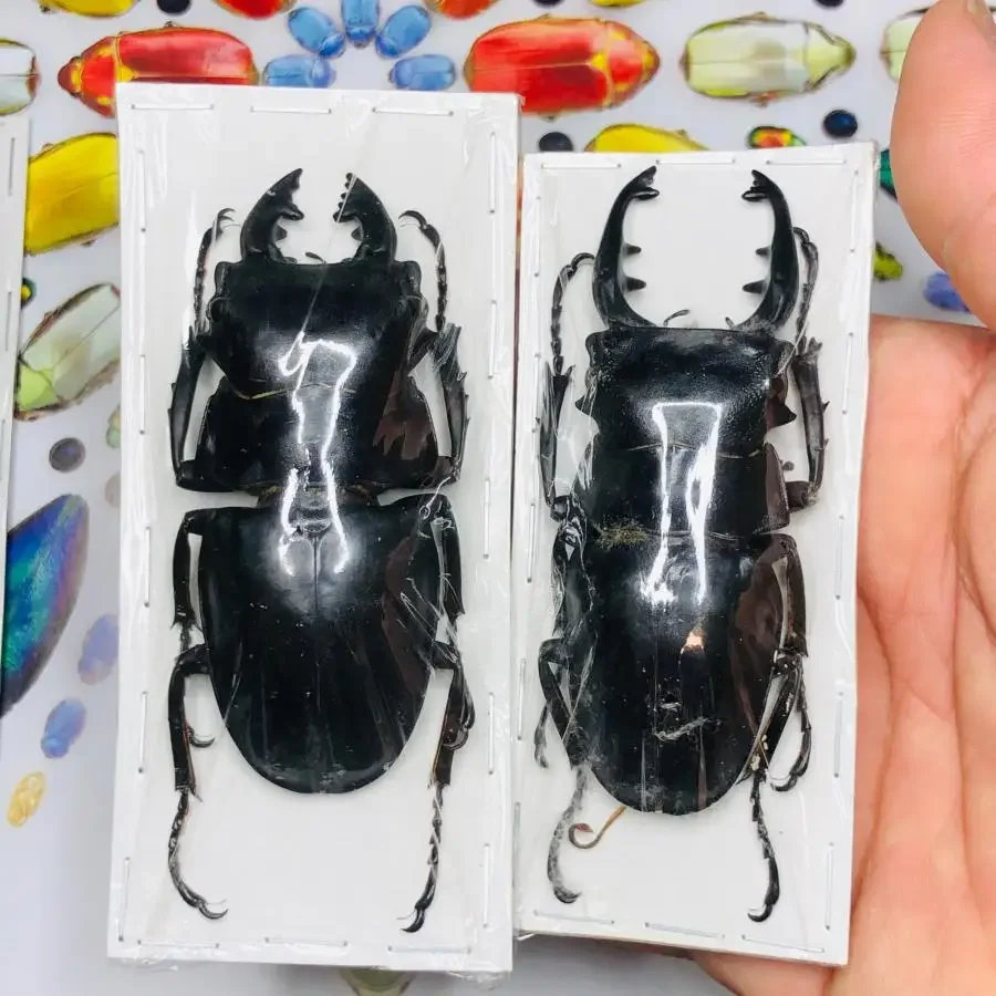 Specimens of Atlas Subspecies of Insects, Real Beetles, Stag Beetles, Giddyups and Butterflies Home Decor 5