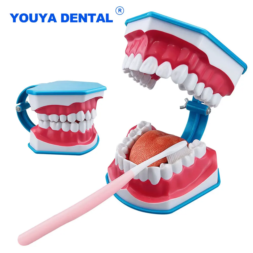 

Oral Teeth Dental Teaching Model Study Typodont Educational Demonstration Tool For Brushing Teeth Dentistry Dentist Material