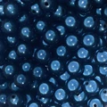 Blue black