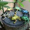 12pcs Mini Frogs,1 Grass and 1 stone Toy Set Small Realistic Frog Toy Decorations Frogs Rain Forest Lifelike Art Lawn decoration 1