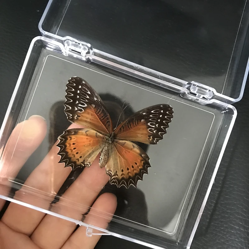 1PCS Natural Real Butterfly Specimen box Colorful Mixed Pretty Butterfly Education Teaching Home Decor Artwork Material gift DIY wade miniatures Figurines & Miniatures