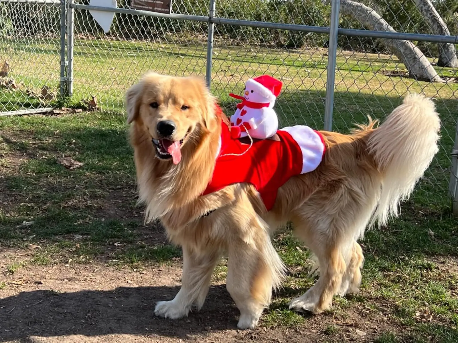 Déguisement de Noël pour Chien : Selle de Père Noël | Vêtements Canins de Luxe - 2025 - Vêtement et accessoires pour chiens - Doglovedesign