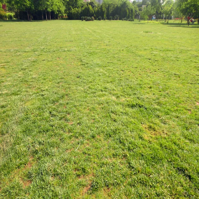 100 G Erős Sejtes Ágens Nátrium 5-Nitroguaiacol Só Növelje A Növénytermesztés 98% Tc-T - Image 6