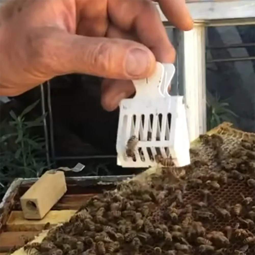 Queen Bee Catcher Clip Isolation Trap Box Stainless Steel Bee Prisoner Cages Beekeeping Equipment Apiculture Beekeeper Tool