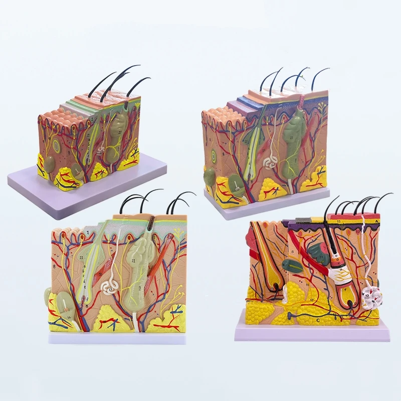 

Модель человеческого волосяного фолликула структура впитывающей железы увеличение 70 раз рост волос трехмерная обучающая форма уровня