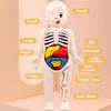 3D Montessori Puzzle Mannequin Human Anatomy Model Children's Learning Organs Toys Educational Body Learning Tools 2