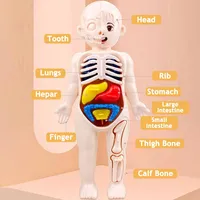 3D Montessori Puzzle Mannequin Human Anatomy Model Children's Learning Organs Toys Educational Body Learning Tools 2
