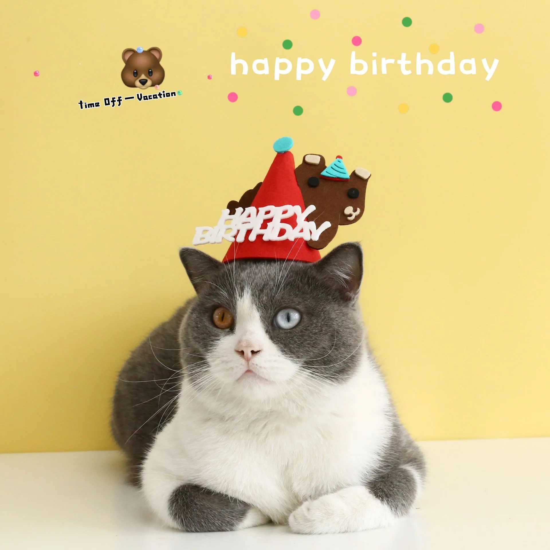 Birthday Hat Kitten