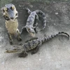 Genuine Leather Small Ornaments Crocodile Ornament Specimen Creative and Personalized Office Desktop Decorations Handicrafts 1