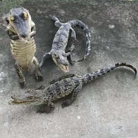 Genuine Leather Small Ornaments Crocodile Ornament Specimen Creative and Personalized Office Desktop Decorations Handicrafts 1