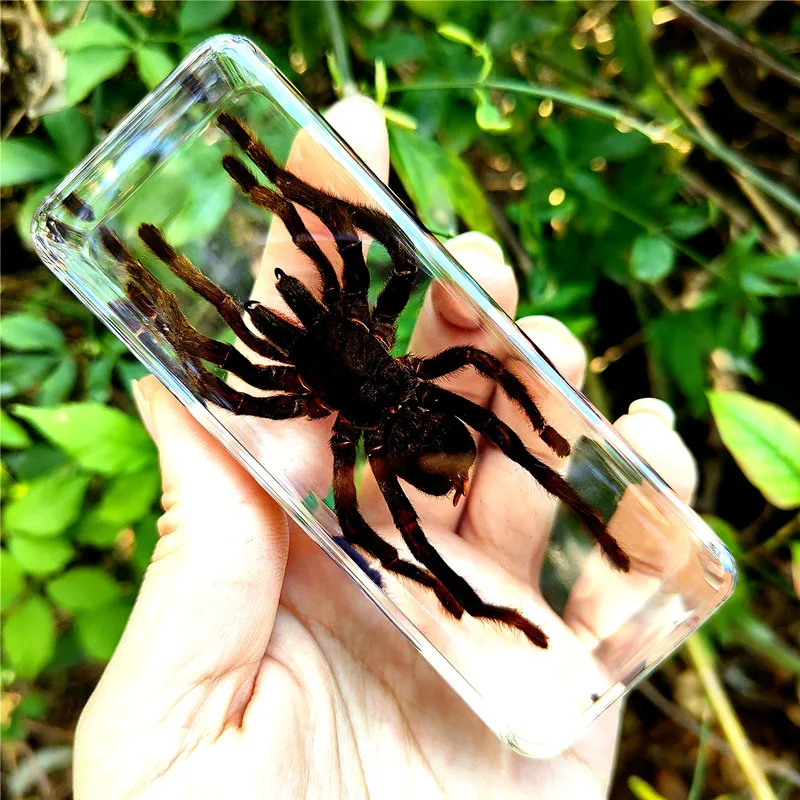 Large Insects Resin Specimen Creative Transparent Real Bugs Animal Ornament Educational Science Specimens Butterfly Specimen