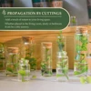 60ml Glass Bottles Cork Stoppers DIY Decoration Mini Glass Vials Cork Message Glass Bottle Vial Cork,Small Glass Bottles Jars 4