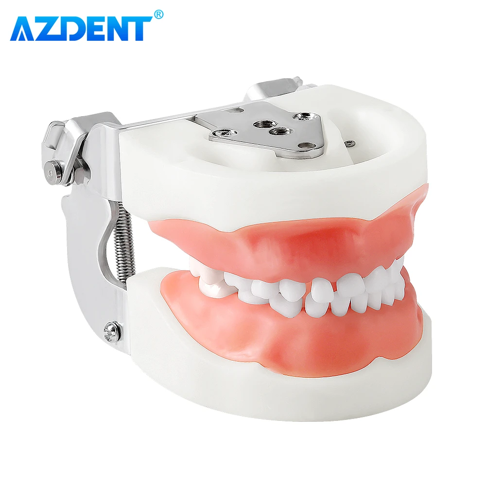 Modello anatomico di dentatura - Nexus Medodent - per igiene dentale / di dimostrazione / articolato