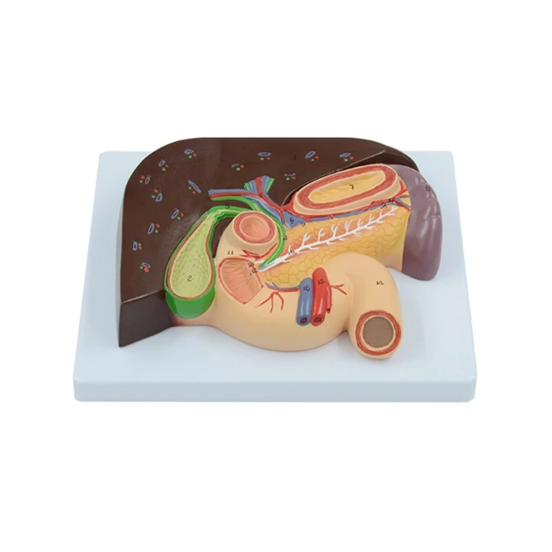 

Human Liver Gallbladder Pancreas Anatomy Model for Disease Study, Anatomical Liver Duodenum Model Traching Aids