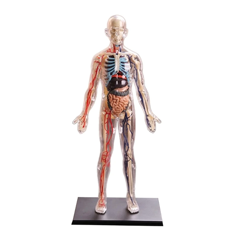 

1:6 Realistic Human Organs Anatomy Model for Medical Teaching Diseases Study