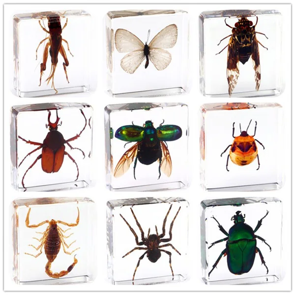 Fine beetle real insect resin specimen locust celestial beetle crab beetle ant bee firefly 2
