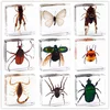 Fine beetle real insect resin specimen locust celestial beetle crab beetle ant bee firefly 2