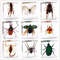 Fine beetle real insect resin specimen locust celestial beetle crab beetle ant bee firefly 2