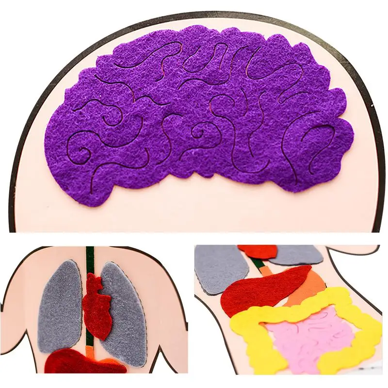 Body Parts Teaching Aids Children Anatomy Human Body Organs Science Home School Teaching Aids Educational Insights Toys 5