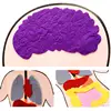 Body Parts Teaching Aids Children Anatomy Human Body Organs Science Home School Teaching Aids Educational Insights Toys 5