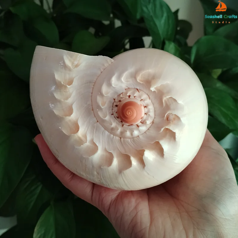 Conch shell decoration 17-22cm natural conch shell for aquarium landscaping