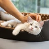 Cats Bed Dot Sponge Pad Dog Accessories Houses and Habitats Pet House Puppy Goods All Supplies Cushions Things Beds Basket Mat 2