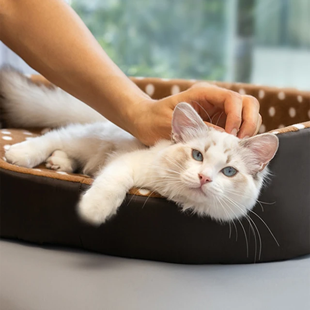Cats Bed Dot Sponge Pad Dog Accessories Houses and Habitats Pet House Puppy Goods All Supplies Cushions Things Beds Basket Mat 2