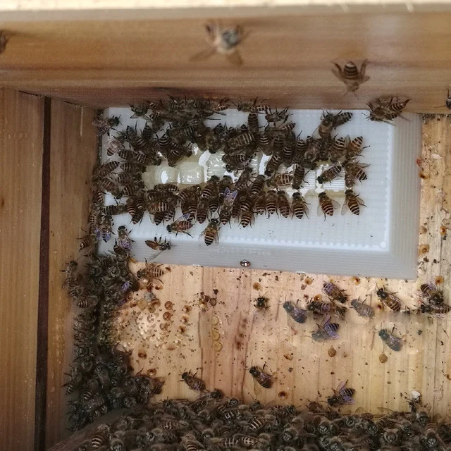 Apikultúra Ivóvíz Méhek Cukor Adagoló Méhész Mézes Etetőberendezés A Méhkas Méh Kiegészítő Eszköz Kinyitása Nélkül - Image 5