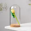 12*26cm Big Size Glass Dome Vase Home Decoration Cork Base Transparent Cover DIY Friend Birthday Favor Gift Wedding Live Prop 1