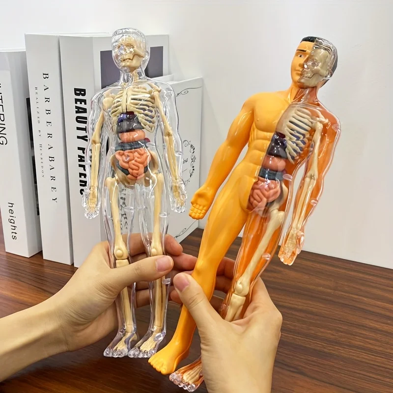 Body Learning Tools Children Cognitive Toys Human Anatomy Model Mannequin Skeleton Organ 3D Puzzle Montessori Kid Education Toys