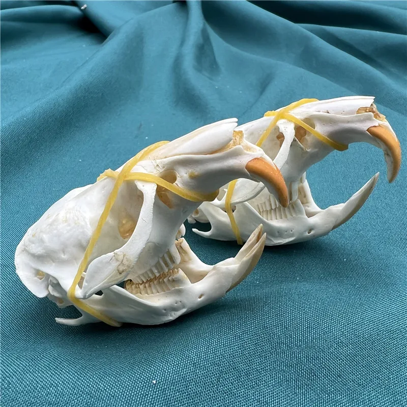 1/2/3/5/10 pcs animal skull real muskrat skull collection specimen crafts about 6-8cm Taxidermy 4