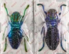 Polybothris sumptuosa gema  Observation on the teaching of real insect specimen home decoration holiday gift sculpture 1