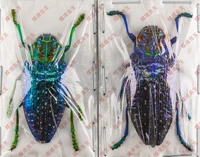 Polybothris sumptuosa gema  Observation on the teaching of real insect specimen home decoration holiday gift sculpture 1