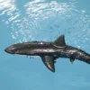 Funny RC Shark Toy Remote Control Animal Bath Tub Pool Electric Toys for Kids Boys Children Cool Stuff Sharks Submarine 3