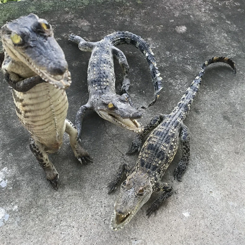 Genuine Leather Small Ornaments Crocodile Ornament Specimen Creative and Personalized Office Desktop Decorations Handicrafts 3