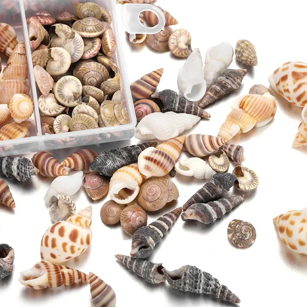 Natural Shell Ornaments Natural Mini Conch Sea Shells