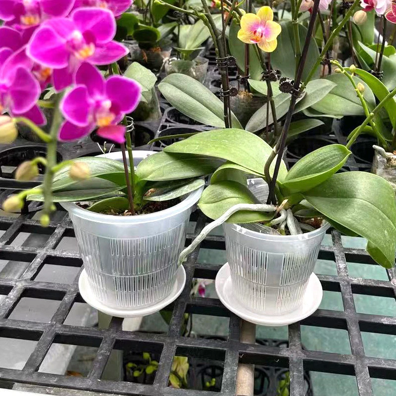 Mesh Pot Root Control Transparent Flowerpot 11/14/16/19cm for Orchid Flower Breathable Growth Container Drainage Hole
