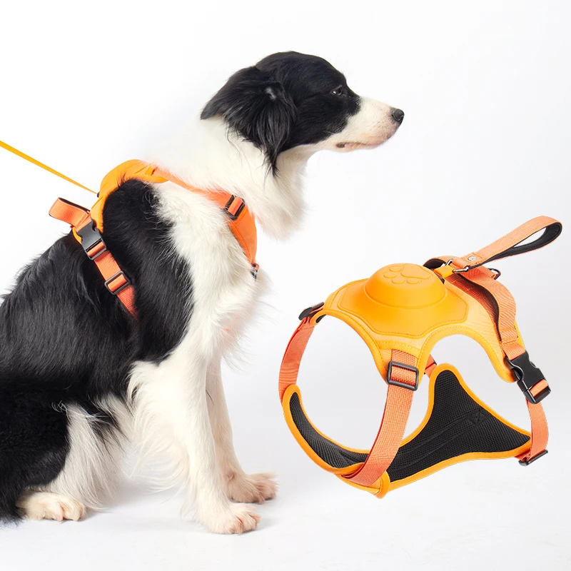 Laisse rétractable pour Petit Chien - Chien Laisse Grands Chiens,Laisse  pour Chiot avec Verrouillage élastique antidéflagrant Contrôle du Confort