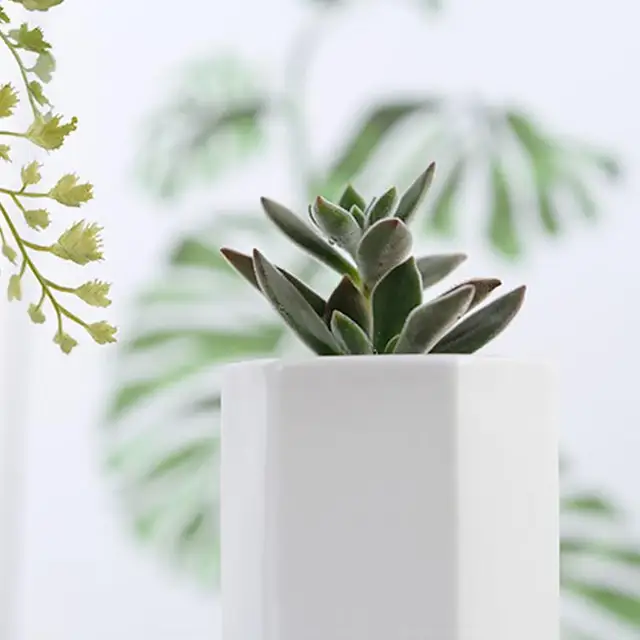 Fehér Kerámia Pot Hatszögletes Zamatos Ültetvény Tál Modern Geometriai Virág Edény, Vízelvezető Funkcióval Bambusz Tálcával - Image 3