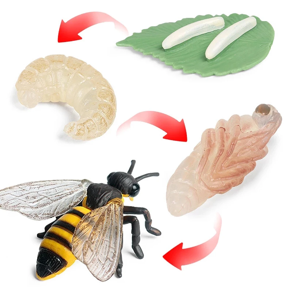Butterfly Growth Cycle Teaching Material Spider Growth Cycle Model Life Cycle Figurine Simulation Animals Action Figures