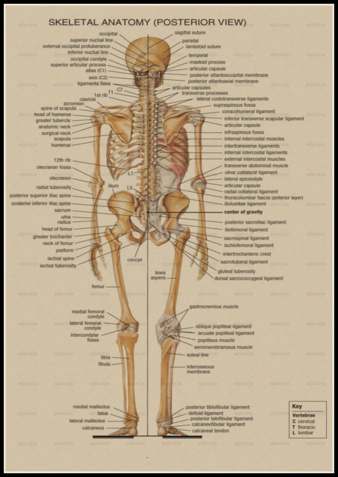 The Skeleton of The Body Structure Nervous System Front and Back Poster Bar Home Decor Retro Kraft Paper Wall Sticker
