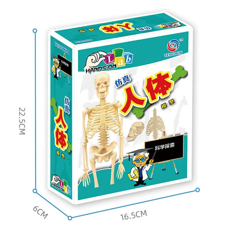 Kids' Educational Science Toy, STEM Game, Montado, Esqueleto do Corpo  Humano, Anatomia Órgãos, Bones Kit, Crianças