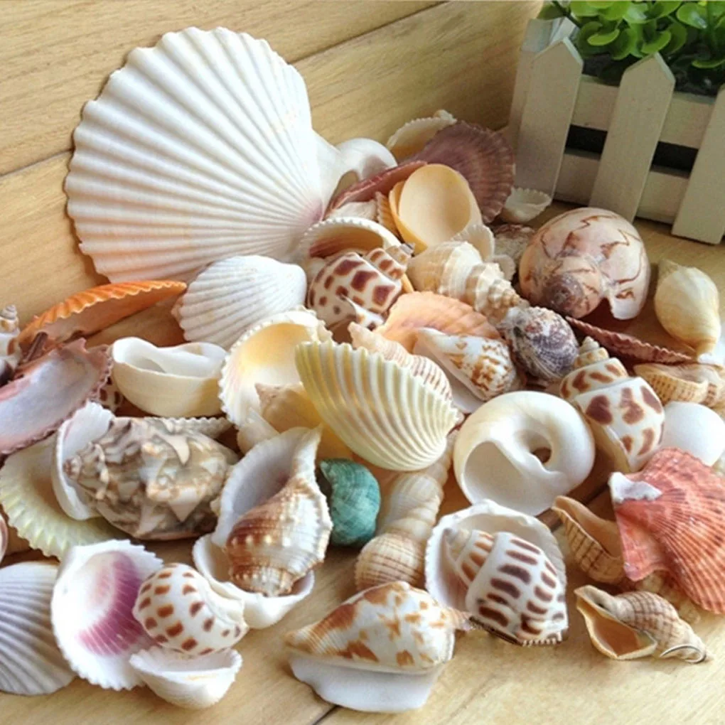 Natural Beach Shell Conch SeaShells for Aquarium Fish Tank Landscaping Decoration 200g/pack natural shell ornaments