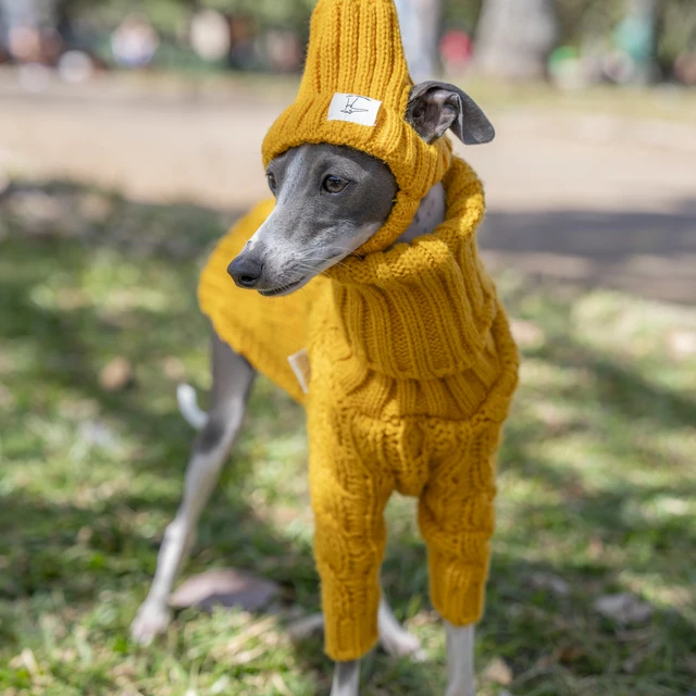Italian Greyhound Whippet Whippet Costumes Whippet Dog Whippet
