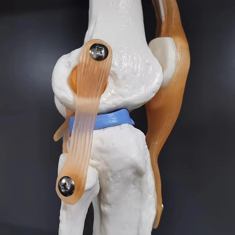 Strumenti didattici medici Modello scheletro in PVC Attrezzatura didattica per studenti Modello dell'articolazione del ginocchio Modello della pelle Modello vertebrale - immagine 6