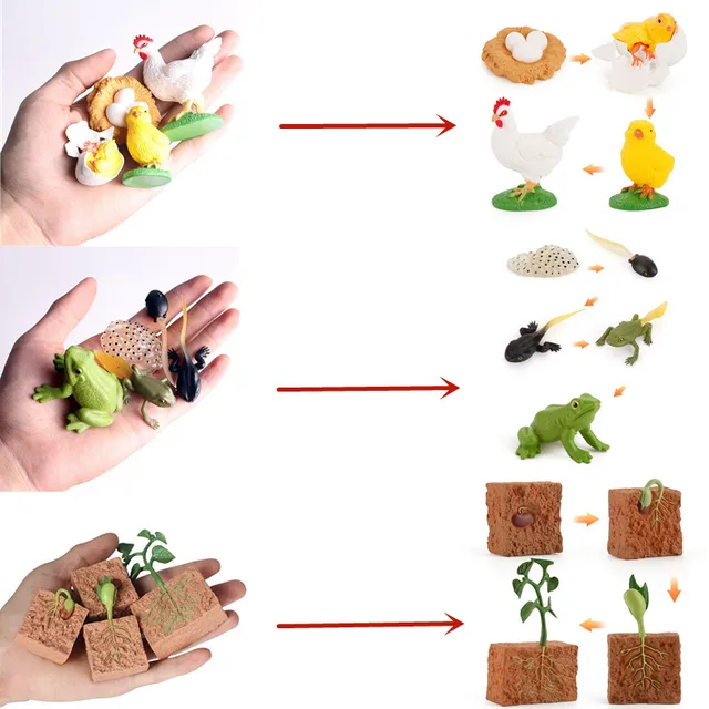 생명의 신비를 탐구하는 교육적 장난감