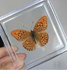 Natural Real Butterfly Display Real Butterfly Wingsstudent Creative Birthday Gift Transparent Box Gift DIY 5