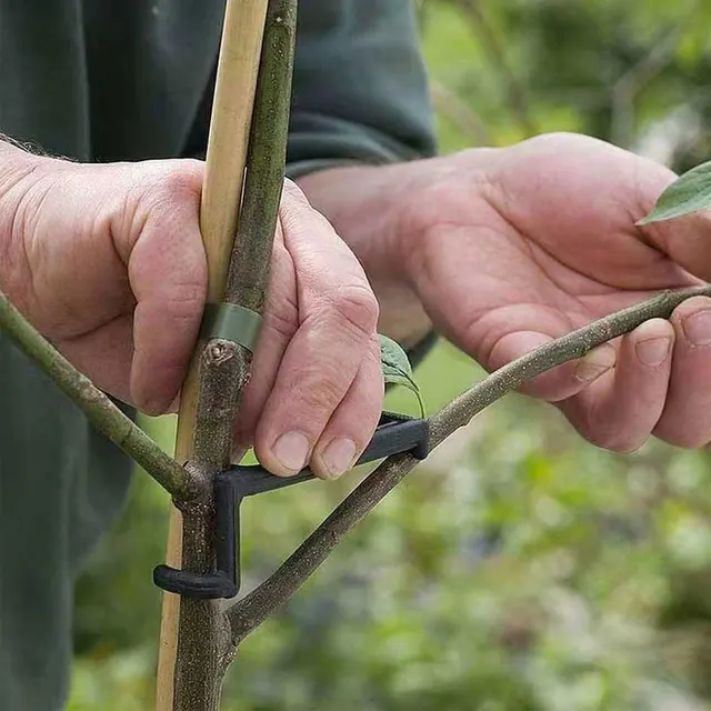 Kerti Gyümölcsfa Ág Végtag -Elterjedője A Növény Növekedése Központi Szárból. Nagyszerű Teherhordó Támasz Lábszögek Terjedéséhez