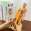 Children's Human Skeleton Organ Model Toys Science Education Cognitive Assembly Skeleton Structure Puzzle Assembly Toys for Kids 1