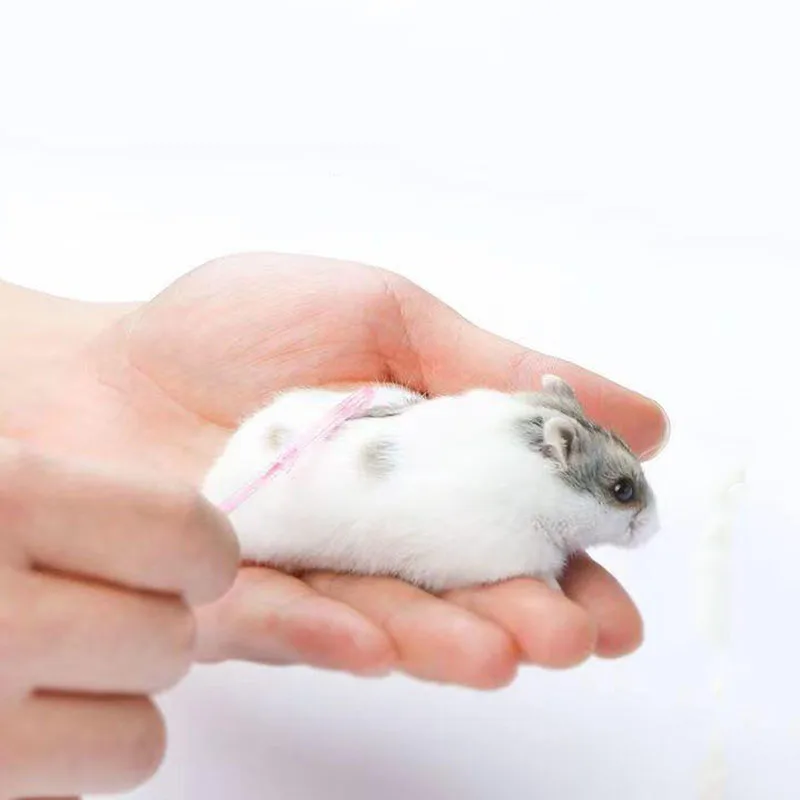 Mini Pet Grooming Combs 2